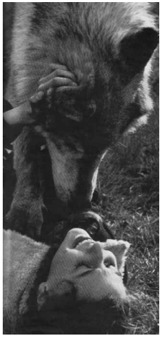 Faye Ginsburg
y el lobo Remus saludándose y jugando en el laboratorio de Benson Ginsburg, en
The University of Chicago. Publicada en la revista Look, «Un lobo puede ser el
mejor amigo de una chica», de Jack Star, 1963. Fotografía de Archie Lieberman.
Colección de la revista Look, Biblioteca del Congreso, División de impresiones
y fotografías, LC-L9-60-8812, fotograma 8.