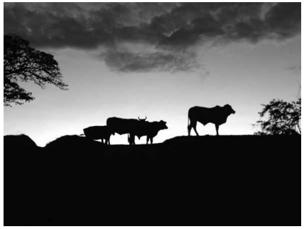 «Ojalá encontremos al resto de los animales mañana», autor: Ponce de
León-Calero, 2017.