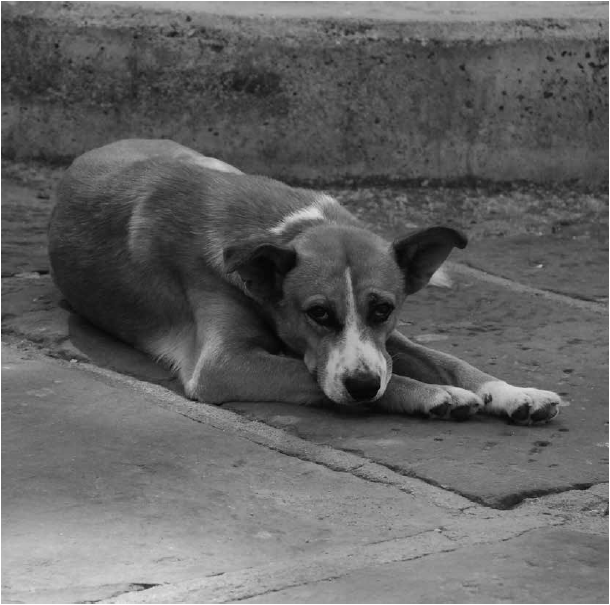 Perro callejero, Curití