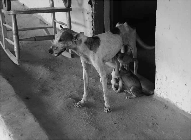 Perritos
de población indígena, Tuchín