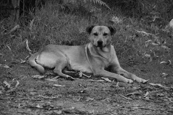 Perro
callejero, Pacho