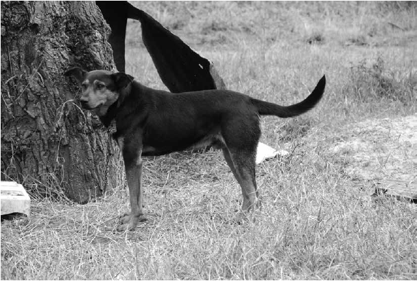 Perro
de finca encadenado, Pacho