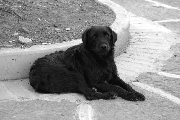 Perro
callejero, Curití