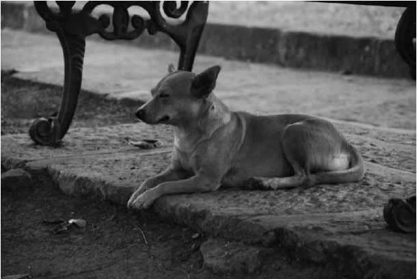 Perro
callejero, Guane