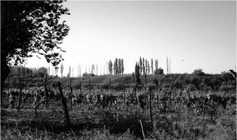 Sierras de Lunlunta y plantaciones de vid en el Bajo Lunlunta, Maipú-Mendoza.