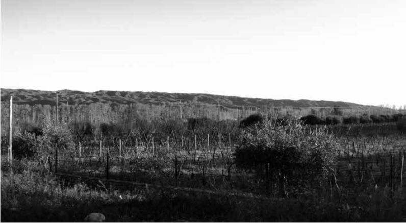 Sierras de Lunlunta y plantaciones Carril Maza, Bajo Lunlunta, Distrito de
Lunlunta.