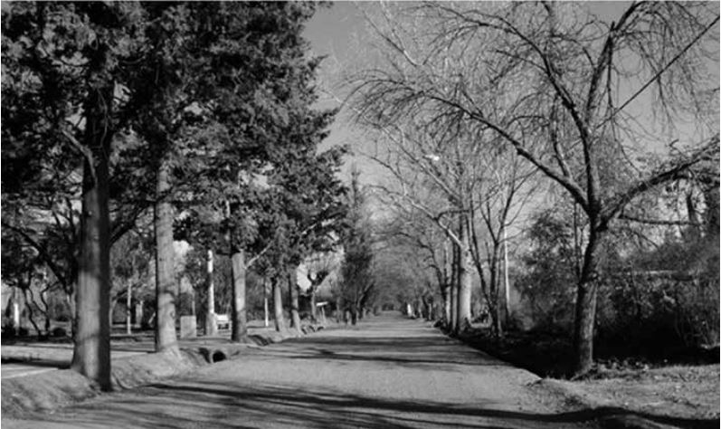 Calle central de
acceso al antiguo poblado del distrito de Barrancas, Maipú-Mendoza, Argentina.