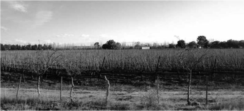 Finca con viñedos en invierno en Rodeo del Medio, Maipú-Mendoza, Argentina. 