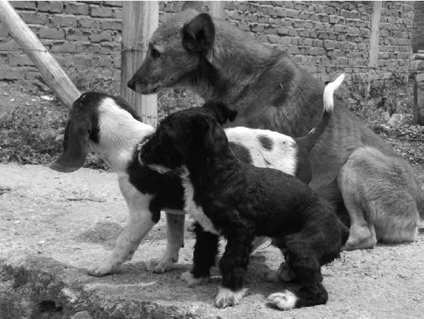 Perritos callejeros, Pitayó